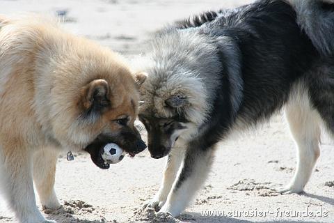 (Foto Goslar)_daenemark_2010_IMG_0382_Bovbjerg_Strand.jpg - ... ihr immer den Ball klaut und sogar noch die Nase kraus zieht.